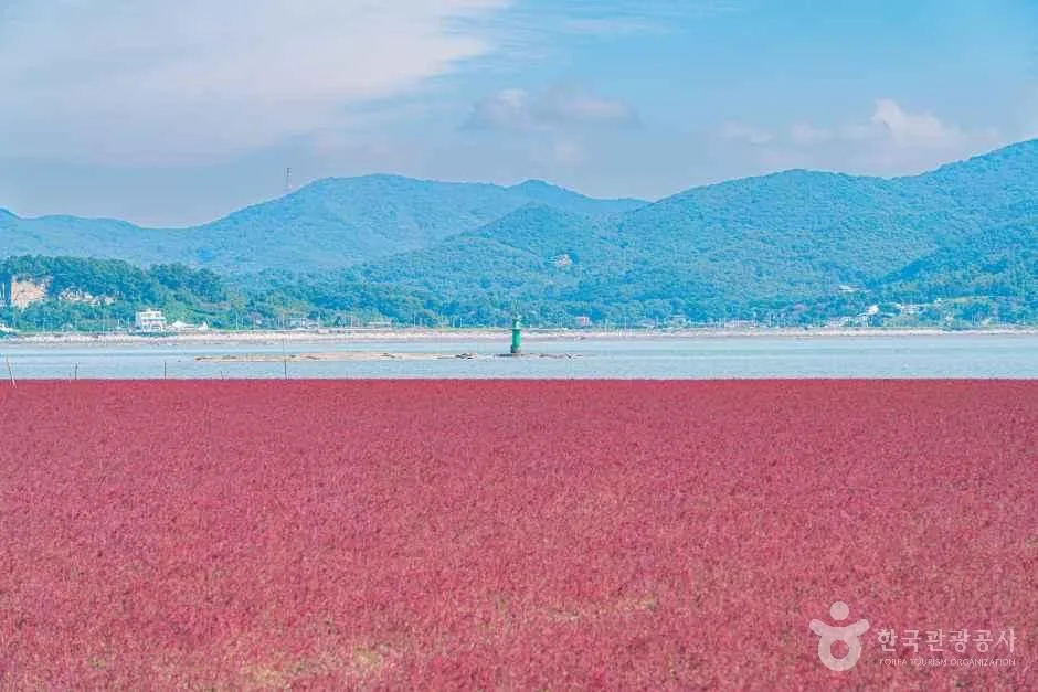 코스 정보