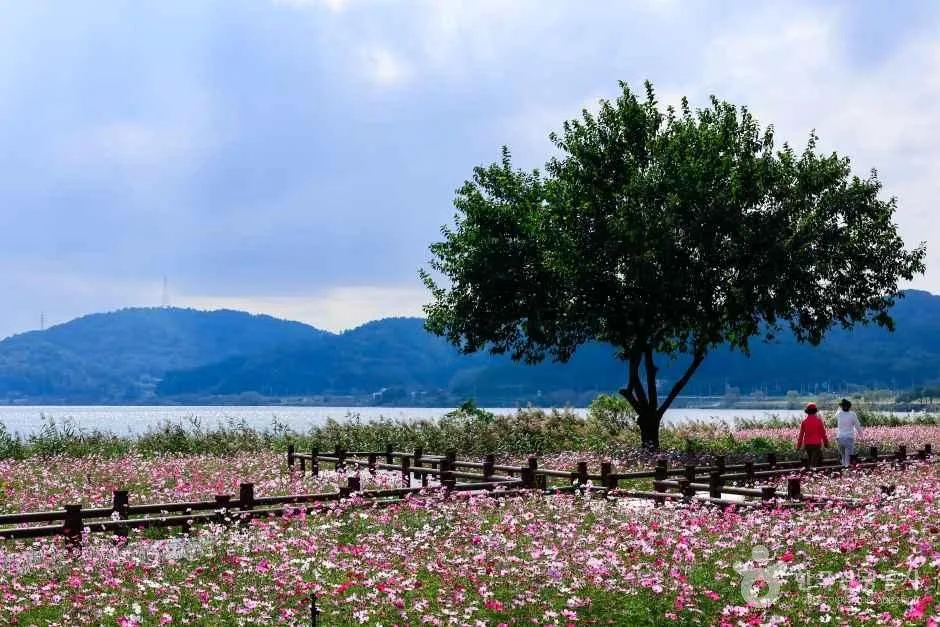 코스 정보