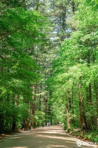 Fir Forests and Yew Groves: A Ridge Walk Through Gangwon's Odaesan