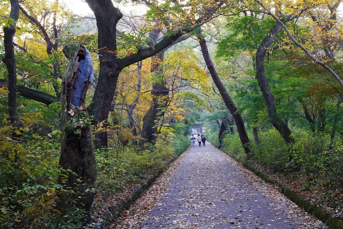Rock Spires and Pines Along the Natural Ridge: Gyeryongsan in Daejeon and Gongju