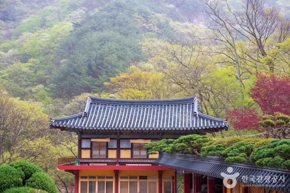 Through Thick Forest to a Highland Ridge: Cheonseongsan in Yangsan